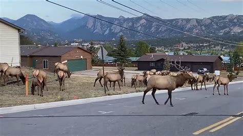 Watch: Elk herd on the move near Castle Pines